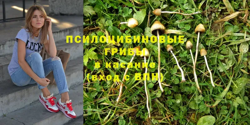 mega   Барабинск  Псилоцибиновые грибы Psilocybe 